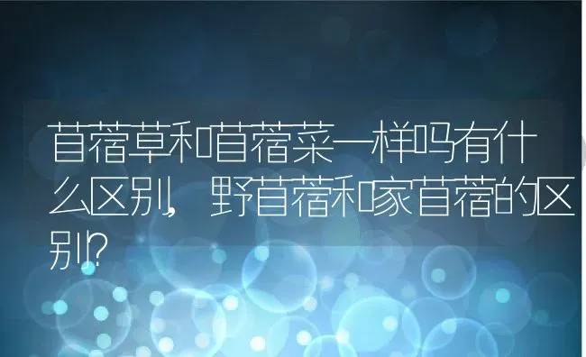 苜蓿草和苜蓿菜一样吗有什么区别,野苜蓿和家苜蓿的区别？ | 养殖常见问题