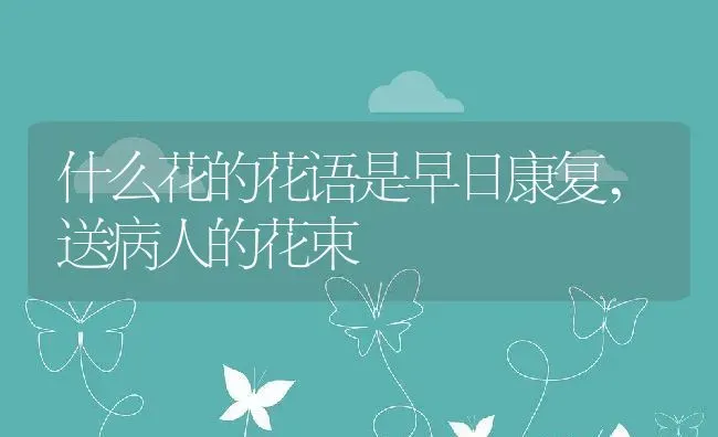 什么花的花语是早日康复,送病人的花束 | 养殖常见问题