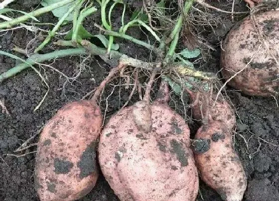 植物常识问题|红薯畸形的原因及预防措施（畸形红薯是怎么种出来的）