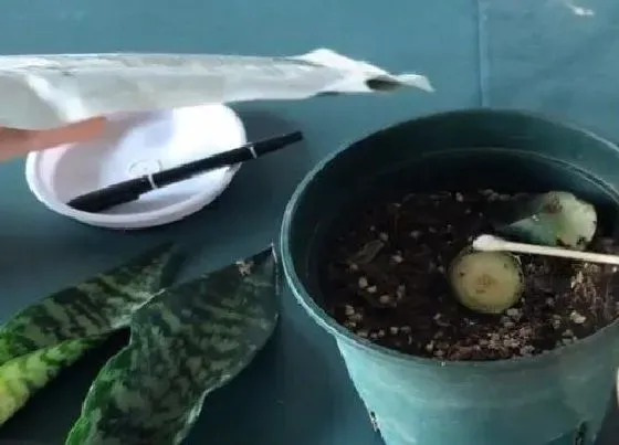 植物常识问题|冬天养虎皮兰容易烂根怎么办