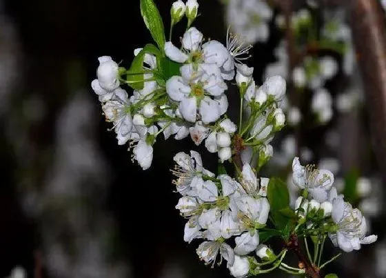 植物常识问题|李子树只开花不结果的主要原因（李子树开很多花结果少）