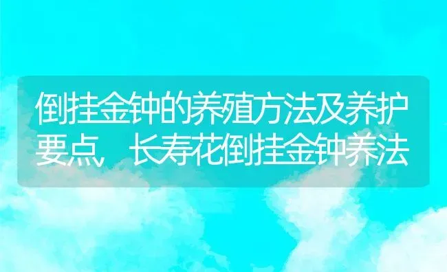 倒挂金钟的养殖方法及养护要点,长寿花倒挂金钟养法 | 养殖常见问题