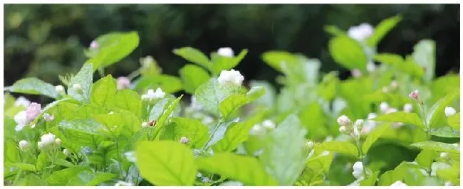 双色茉莉什么时候剪枝 | 三农答疑