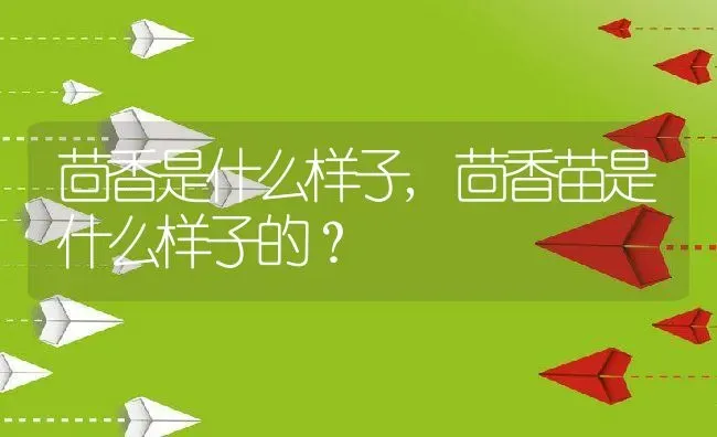 茴香是什么样子,茴香苗是什么样子的？ | 养殖常见问题