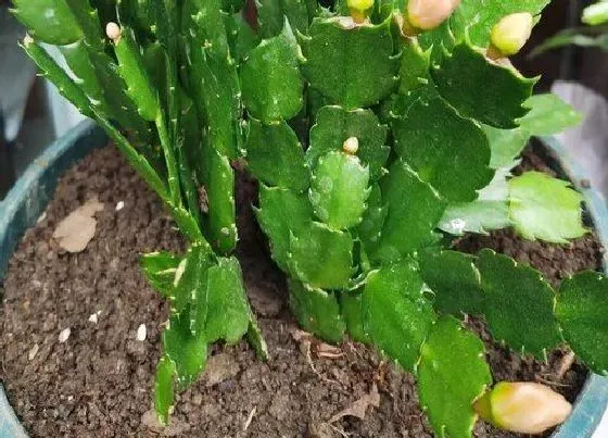 植物常识问题|叶仙嫁接的蟹爪兰夏天怎么养护（嫁接蟹爪兰养护管理方法）