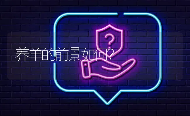 养羊的前景如何? | 养殖问题解答