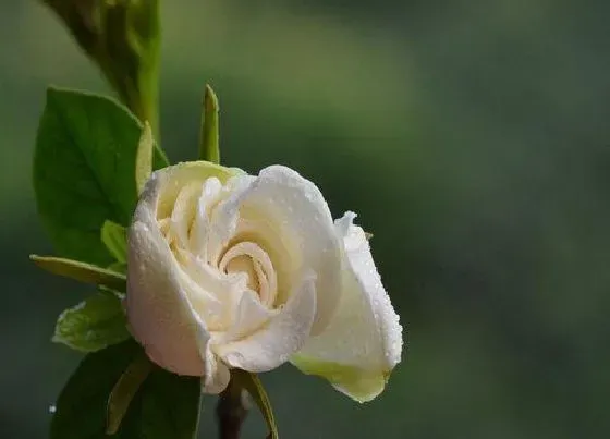 植物常识问题|夏季如何养栀子花轻松爆盆