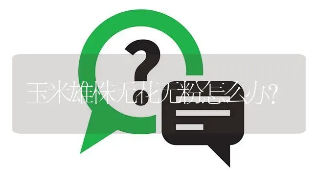 玉米雄株无花无粉怎么办? | 养殖问题解答