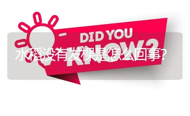 水稻没有发棵是怎么回事? | 养殖问题解答