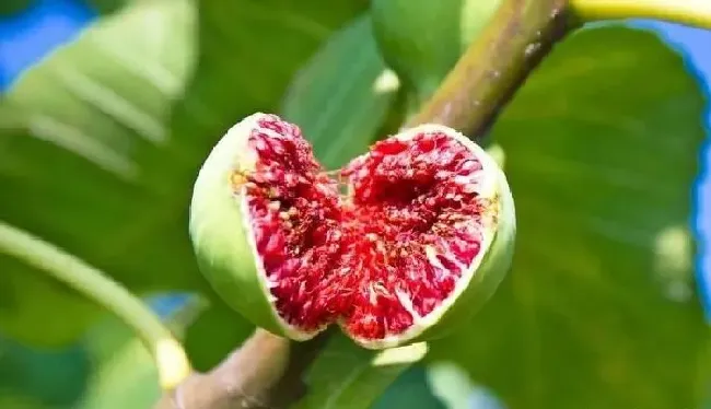 植物常识问题|无花果不结果怎么回事（无花果不结果总长叶是怎么回事）