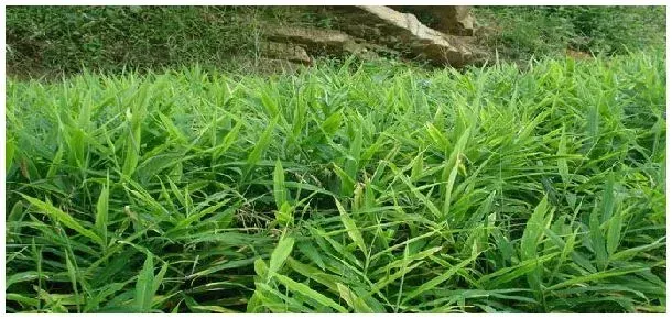 红姜和黄姜的区别 | 农业问题