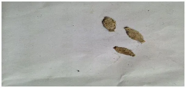 衣蛾冬天会死吗 | 农业答疑