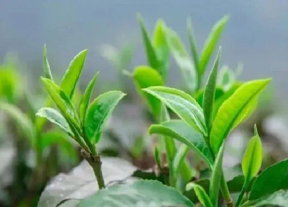 植物常识问题|四季春茶属于什么茶类型有 用什么功效和作用