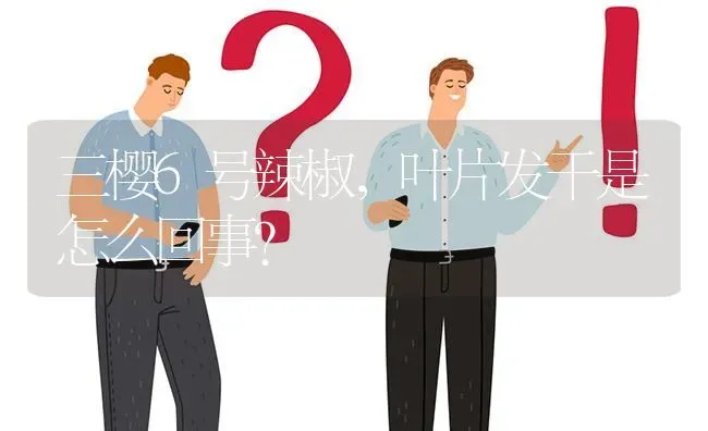 三樱6号辣椒,叶片发干是怎么回事? | 养殖问题解答