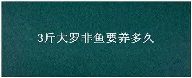 3斤大罗非鱼要养多久 | 科普知识