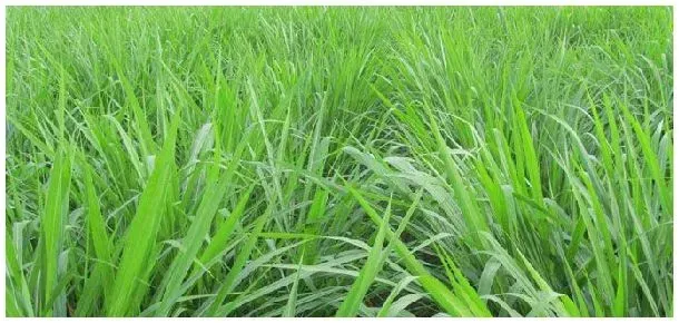 黑麦草长多高可以割 | 农业常识