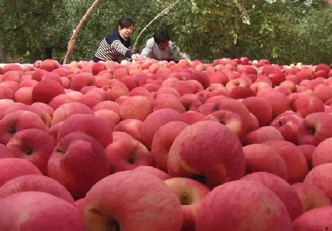 植物常识问题|提高苹果的坐果率有些什么措施（如何提高苹果树的产量）