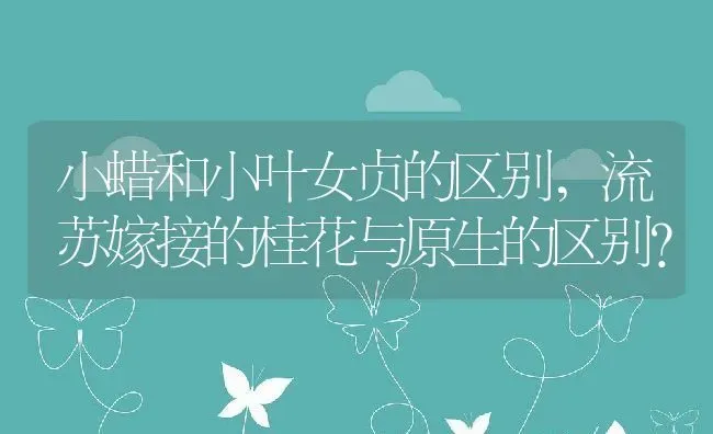 小蜡和小叶女贞的区别,流苏嫁接的桂花与原生的区别？ | 养殖常见问题