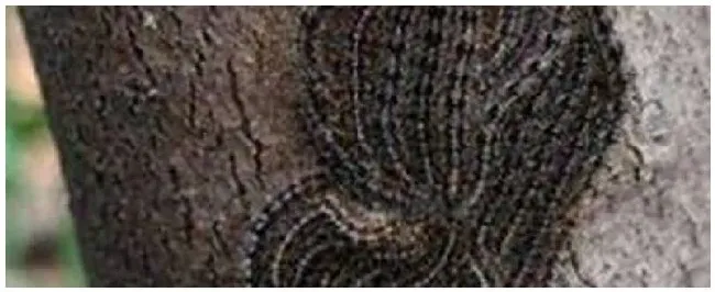 刺毛虫害怕什么植物 | 三农答疑