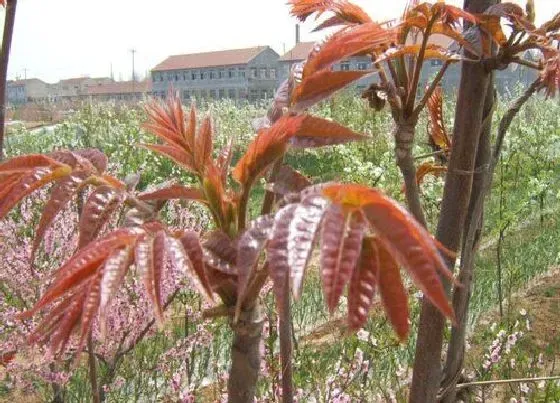 植物常识问题|香椿和臭椿的区别