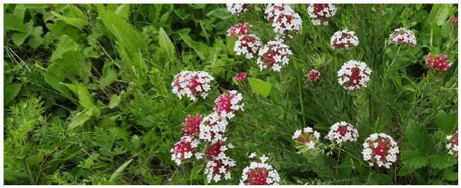 花菜的种植方法和时间 | 生活常识