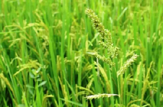 植物常识问题|水稻田里的稗草怎么除掉（水稻除稗草用什么除草剂防治）