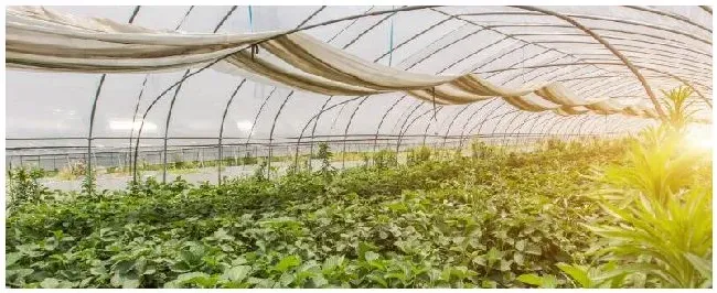 建5亩地大棚有补贴吗 | 农业答疑