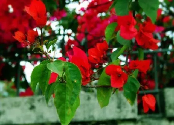 植物常识问题|高温季节给三角梅换盆需要注意什么