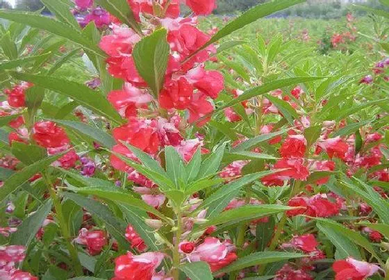 植物常识问题|凤仙花长什么样子图片