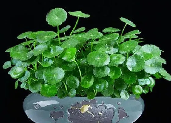 植物常识问题|铜钱草可以放鱼缸里吗