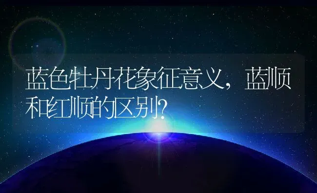 蓝色牡丹花象征意义,蓝顺和红顺的区别？ | 养殖常见问题