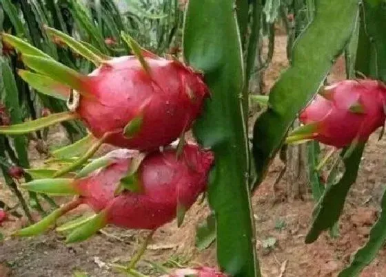 植物常识问题|火龙果的种植方法