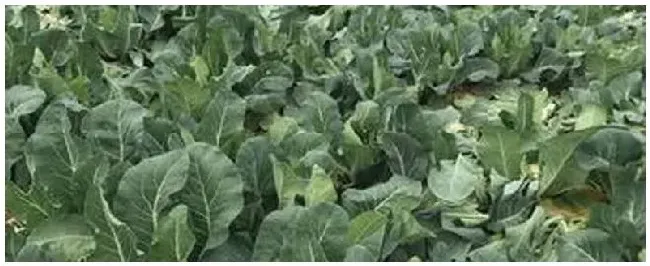 菜花的种植与管理方法 | 农业常识