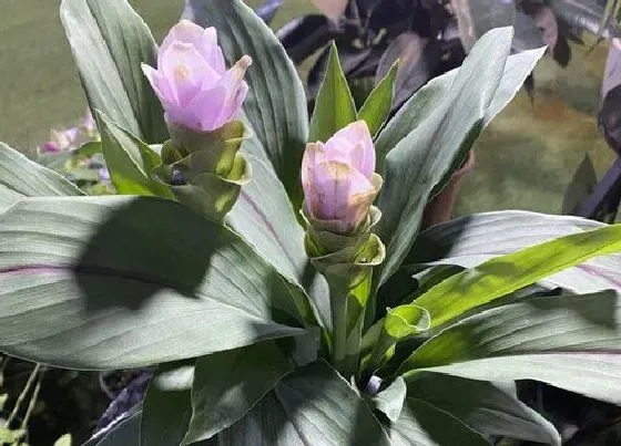 植物常识问题|夏季有哪些花会开放 夏天盛开的12种最美花卉