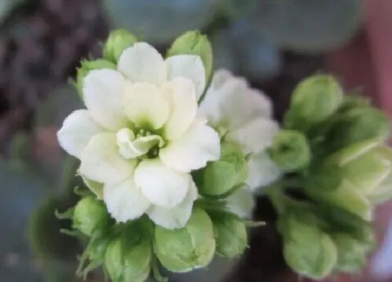 植物常识问题|长寿花只长叶子不开花是什么原因引起的