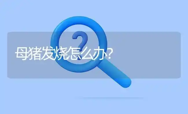 母猪发烧怎么办? | 养殖问题解答