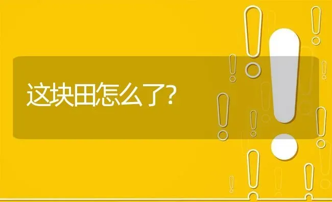 这块田怎么了? | 养殖问题解答