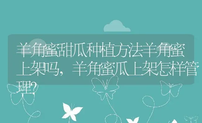 羊角蜜甜瓜种植方法羊角蜜上架吗,羊角蜜瓜上架怎样管理？ | 养殖常见问题