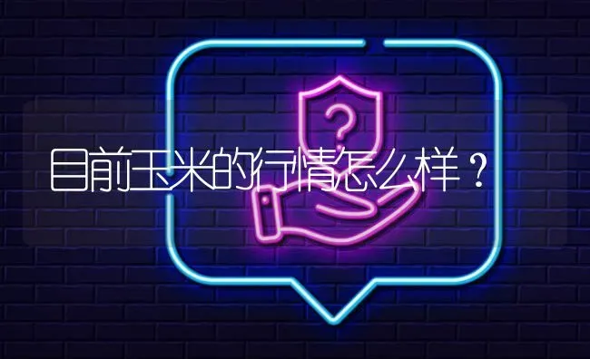 目前玉米的行情怎么样? | 养殖问题解答