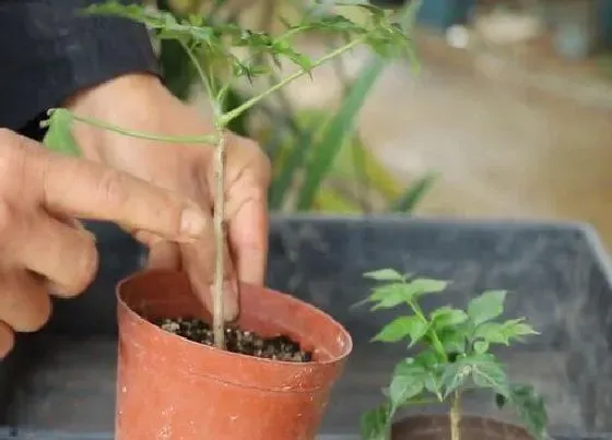 植物常识问题|小叶幸福树的扦插方法