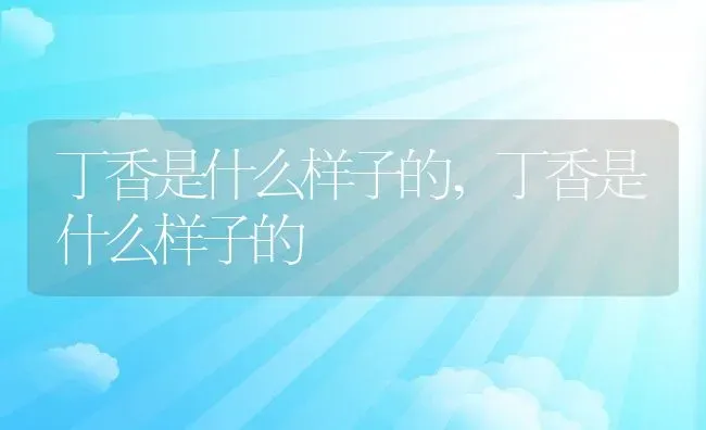 丁香是什么样子的,丁香是什么样子的 | 养殖常见问题