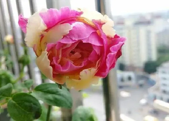 植物常识问题|适合懒人养护月季的方法