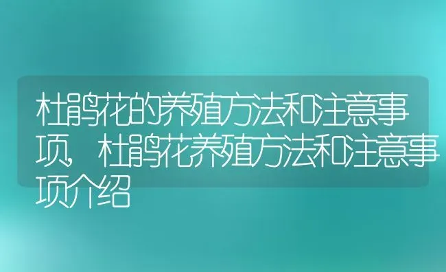 杜鹃花的养殖方法和注意事项,杜鹃花养殖方法和注意事项介绍 | 养殖常见问题
