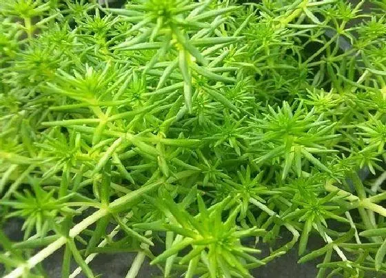 植物常识问题|垂盆草的功效与作用及食用方法