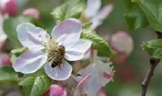 植物常识问题|提高苹果的坐果率有些什么措施（如何提高苹果树的产量）