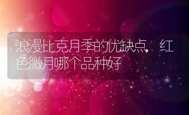 浪漫比克月季的优缺点,红色微月哪个品种好 | 养殖常见问题