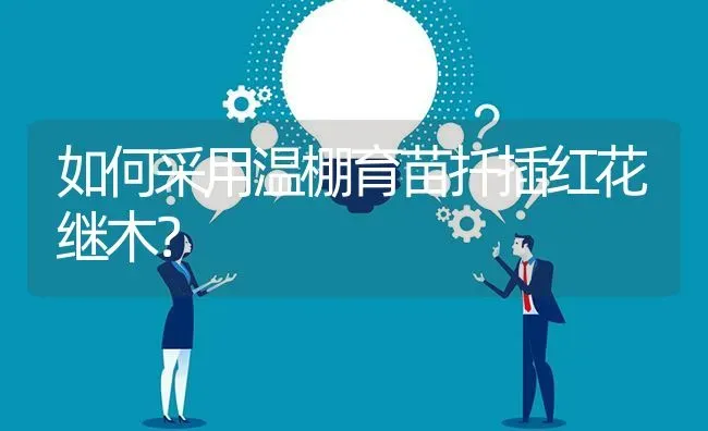 如何采用温棚育苗扦插红花继木? | 养殖问题解答