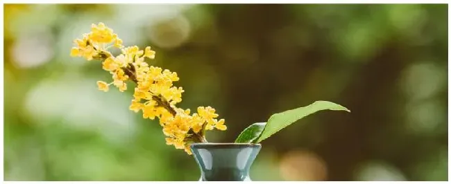 桂花几时开花 | 农业问题