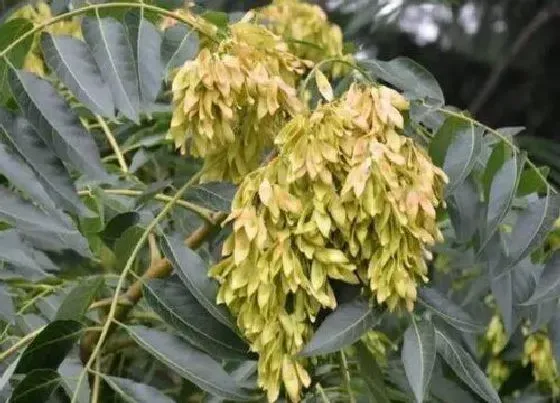 植物常识问题|香椿和臭椿的区别