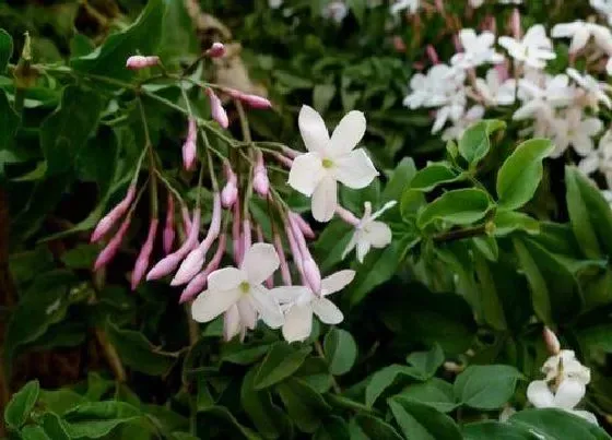 植物常识问题|多花素馨为啥叫死人花